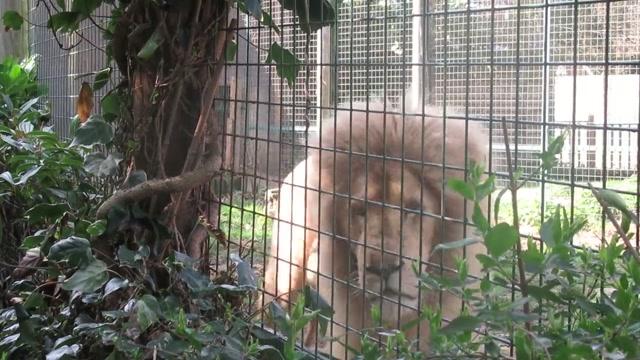 The Corporate Veil Is Thinner Than You Think